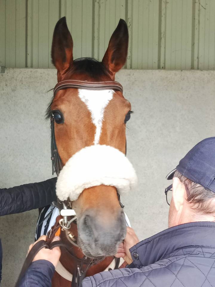 Jolie petite jument AQPS de 5 ans pour loisir, &eacute;levage