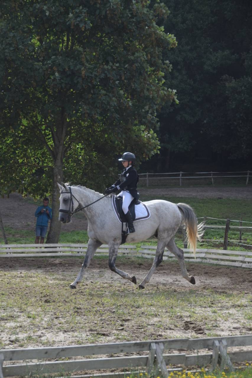 Gentil cheval AA pour loisirs et sport