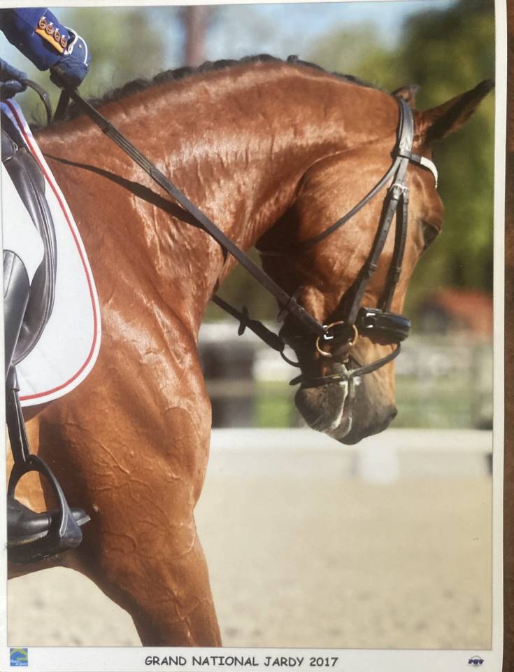 &Agrave; vendre super jument de comp&eacute;tition de haut niveau de 