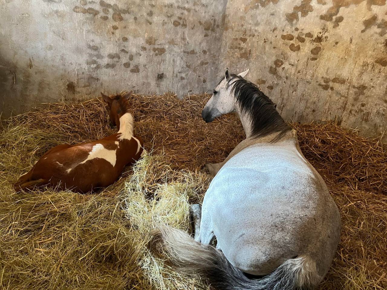 Centre d&rsquo;ins&eacute;mination / haras 