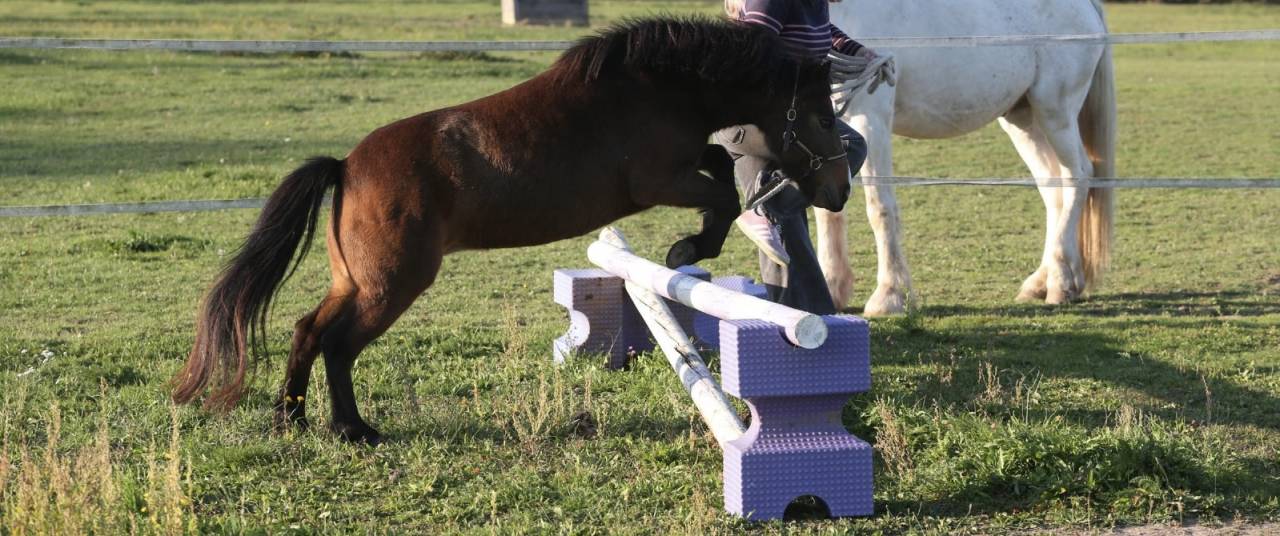Ponette B wpb isabelle sooty de 8 ans