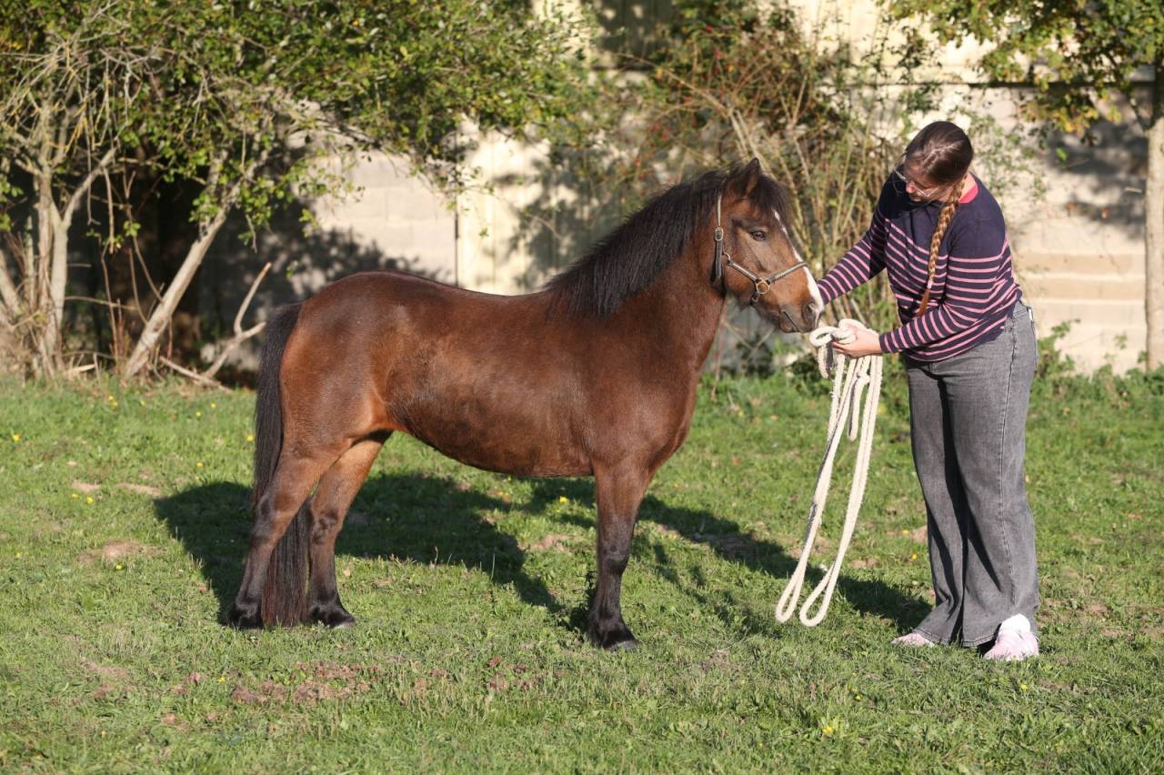 Ponette B wpb isabelle sooty de 8 ans