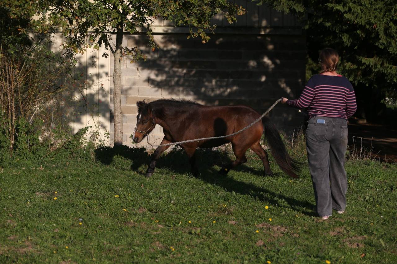 Ponette B wpb isabelle sooty de 8 ans