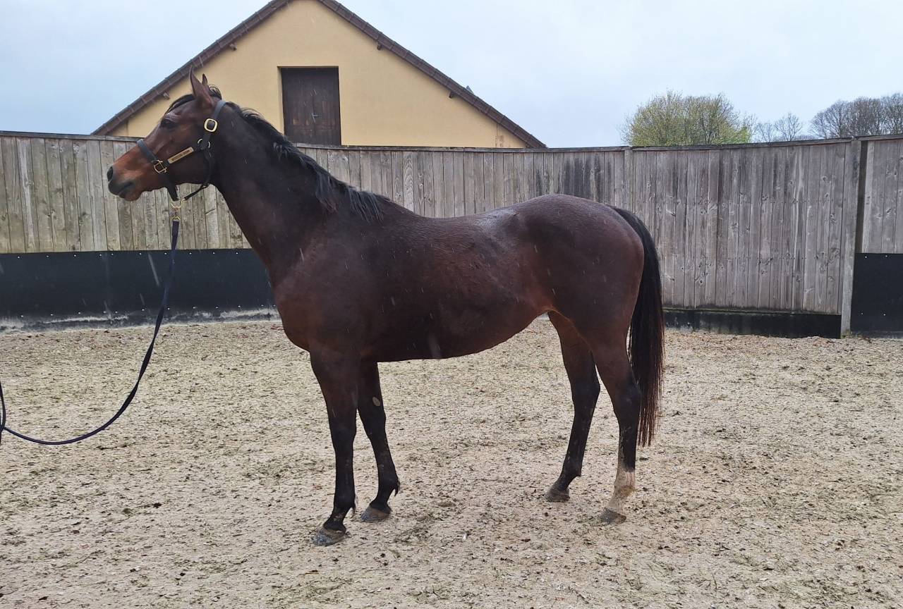 Jument de 8 ans