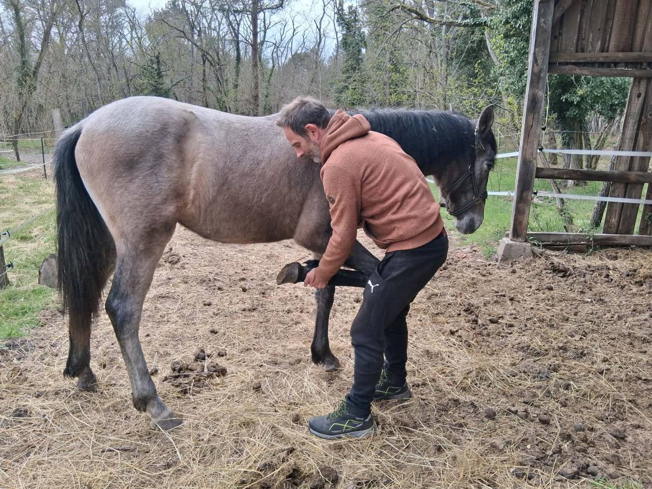 Vente Jeune m&acirc;le PRE
