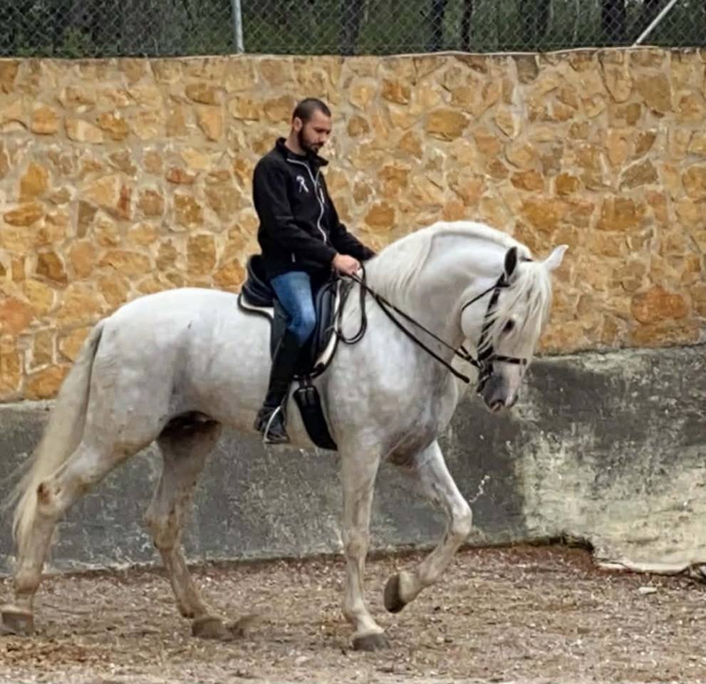 Vente Jeune m&acirc;le PRE