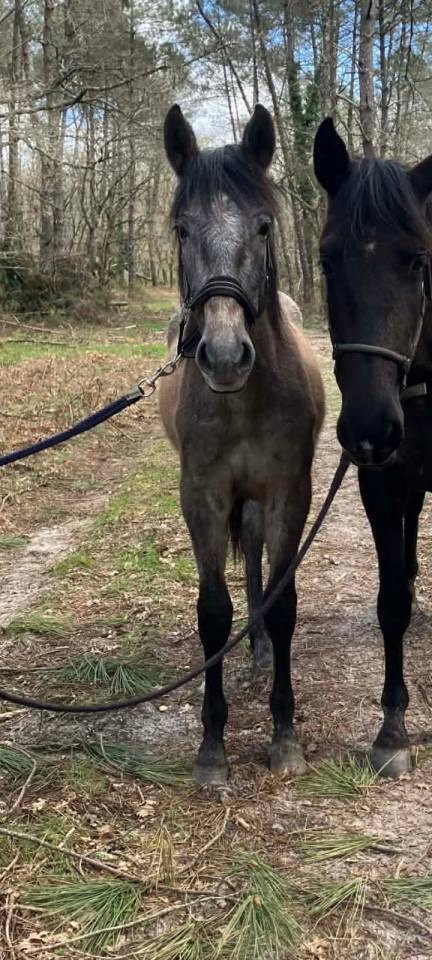 Vente Jeune m&acirc;le PRE