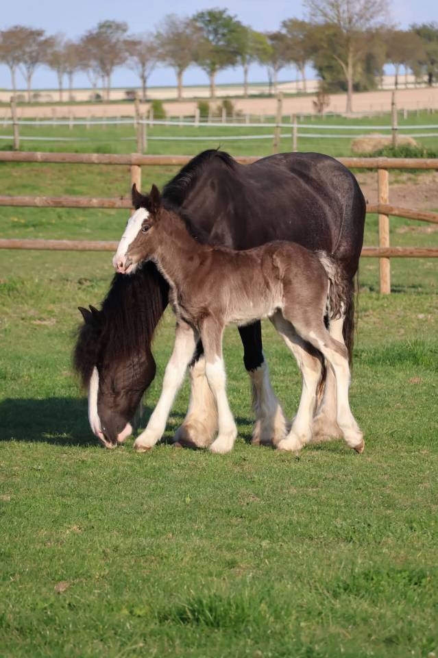 Pouliche shire pleins papiers