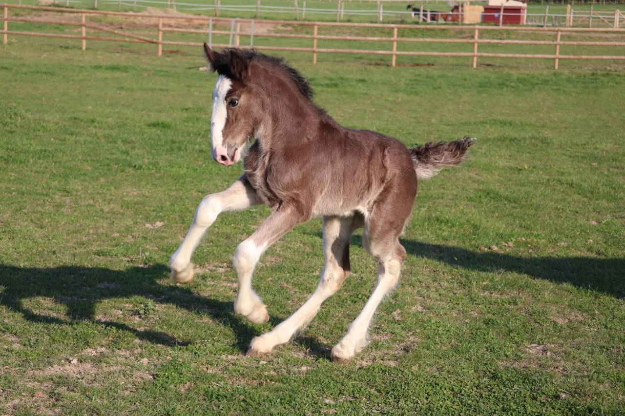 Pouliche shire pleins papiers