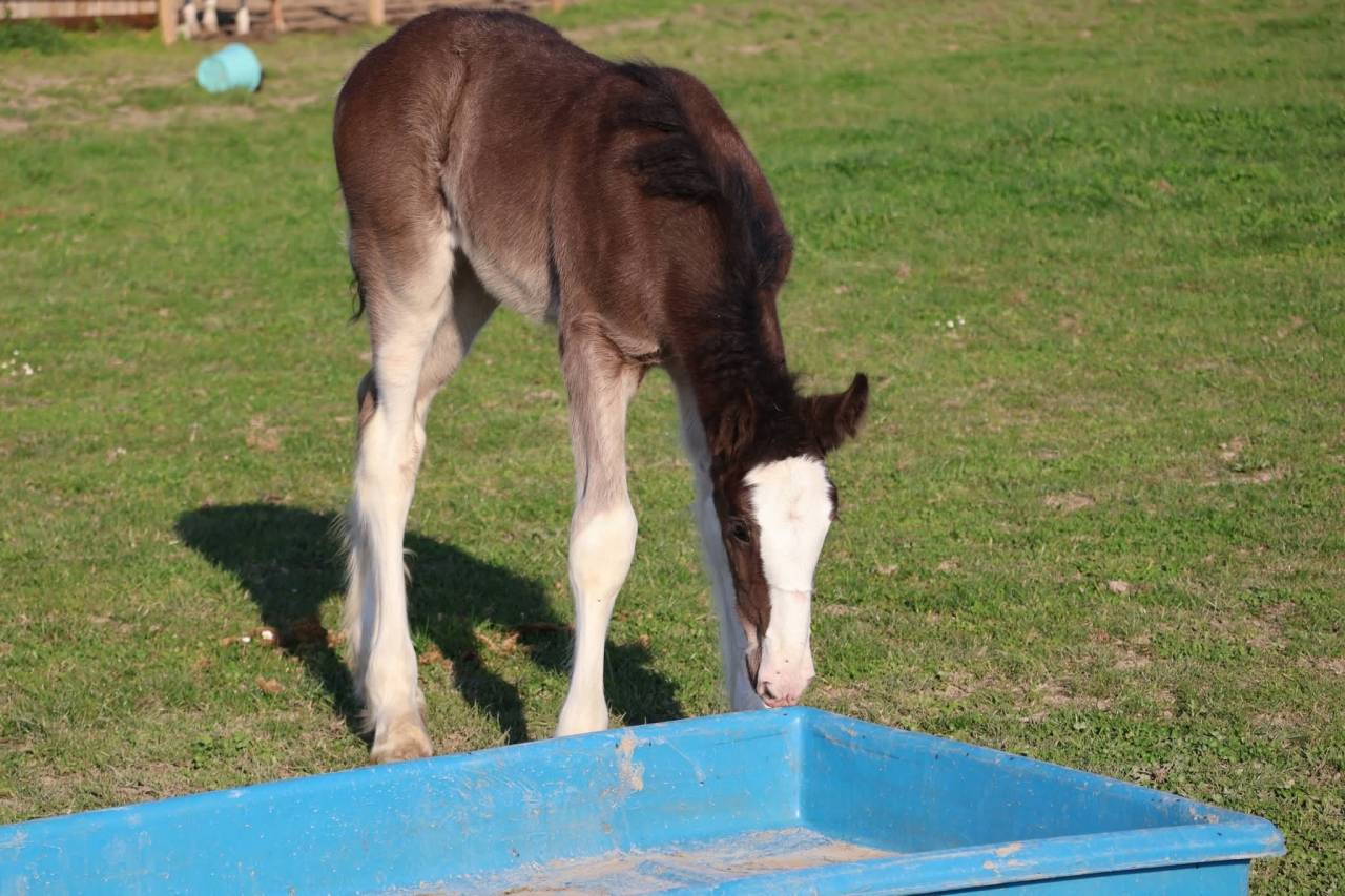 Pouliche shire pleins papiers