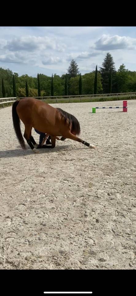 HARMATTAN IZIA, une jument Arabe attachante de 8 ans