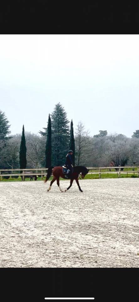 HARMATTAN IZIA, une jument Arabe attachante de 8 ans