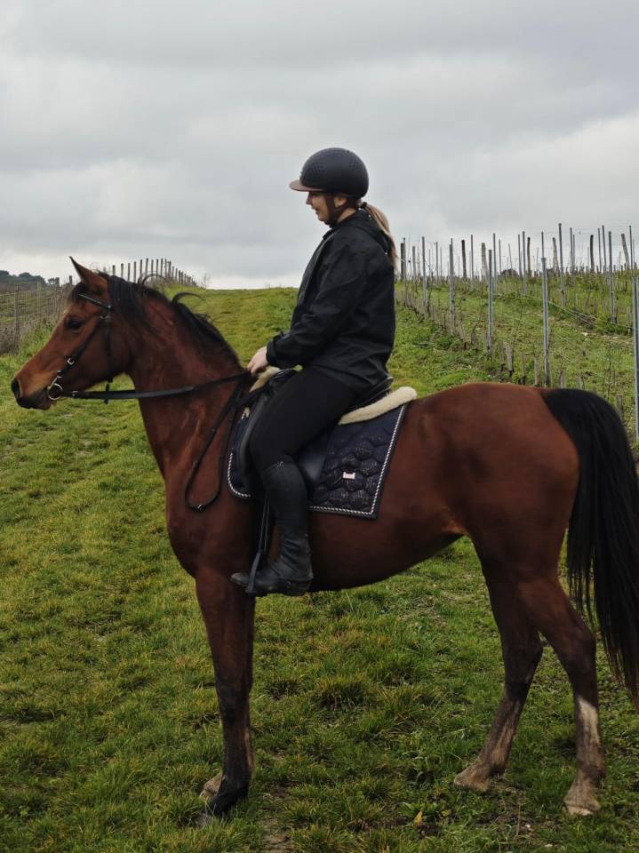 HARMATTAN IZIA, une jument Arabe attachante de 8 ans