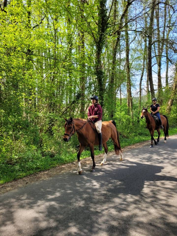 HARMATTAN IZIA, une jument Arabe attachante de 8 ans