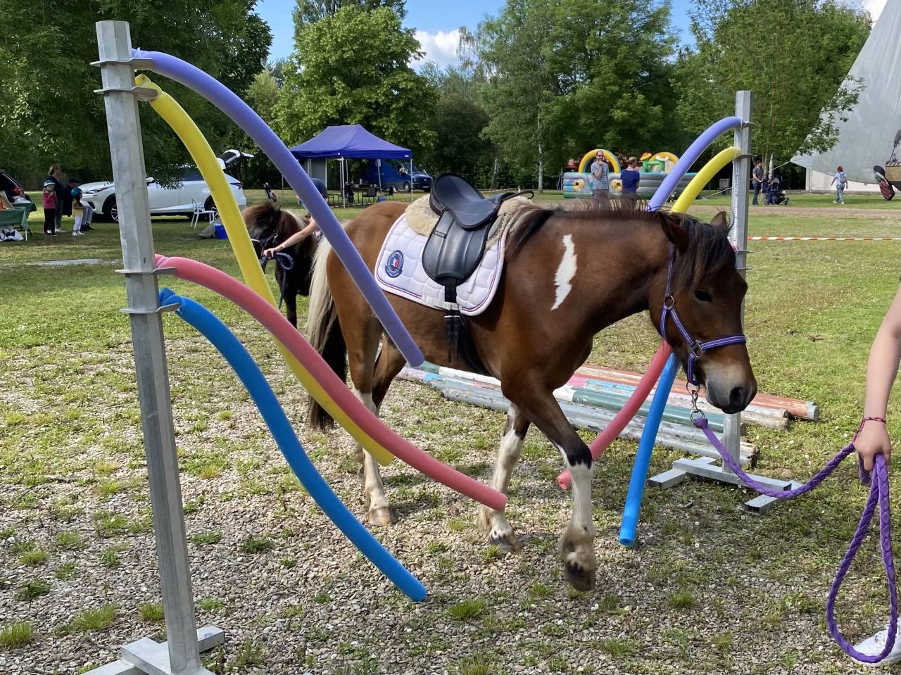 Adorable poney C polyvalent pour loisir CSO dressage