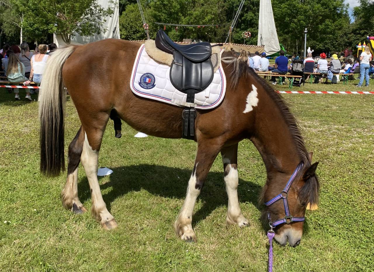 Adorable poney C polyvalent pour loisir CSO dressage