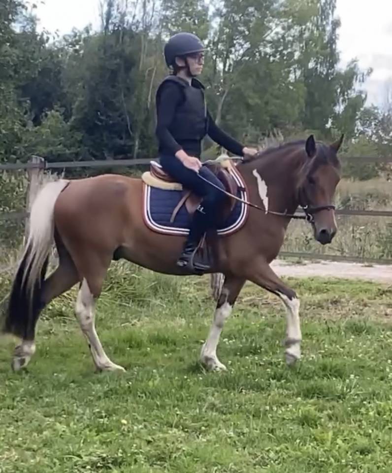 Adorable poney C polyvalent pour loisir CSO dressage