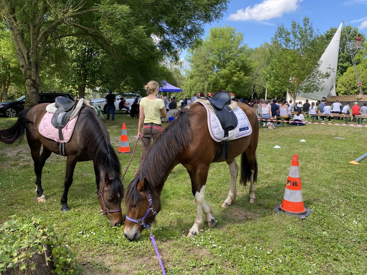 Adorable poney C polyvalent pour loisir CSO dressage