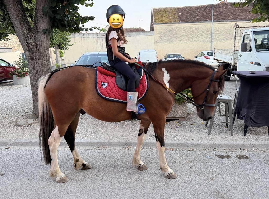 Adorable poney C polyvalent pour loisir CSO dressage