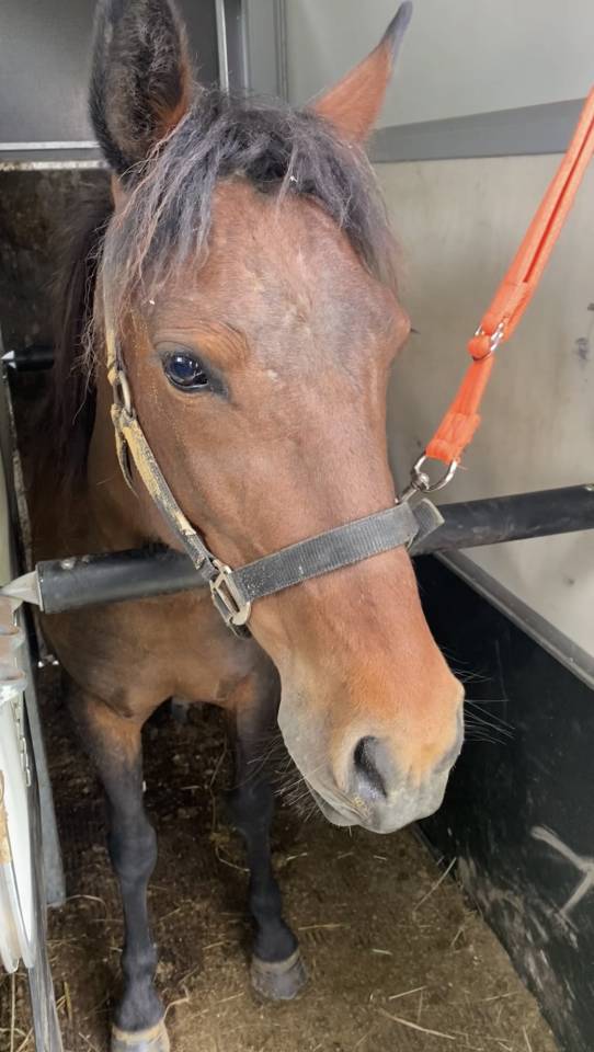 Ponette C 8 ans polyvalente pour loisir sport balade 