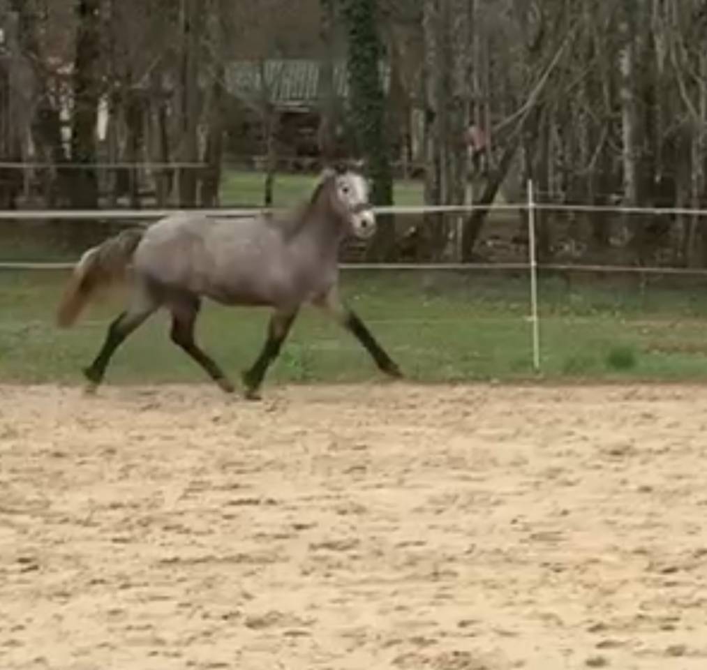 poney de sport