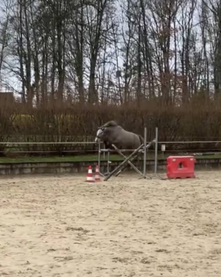 poney de sport