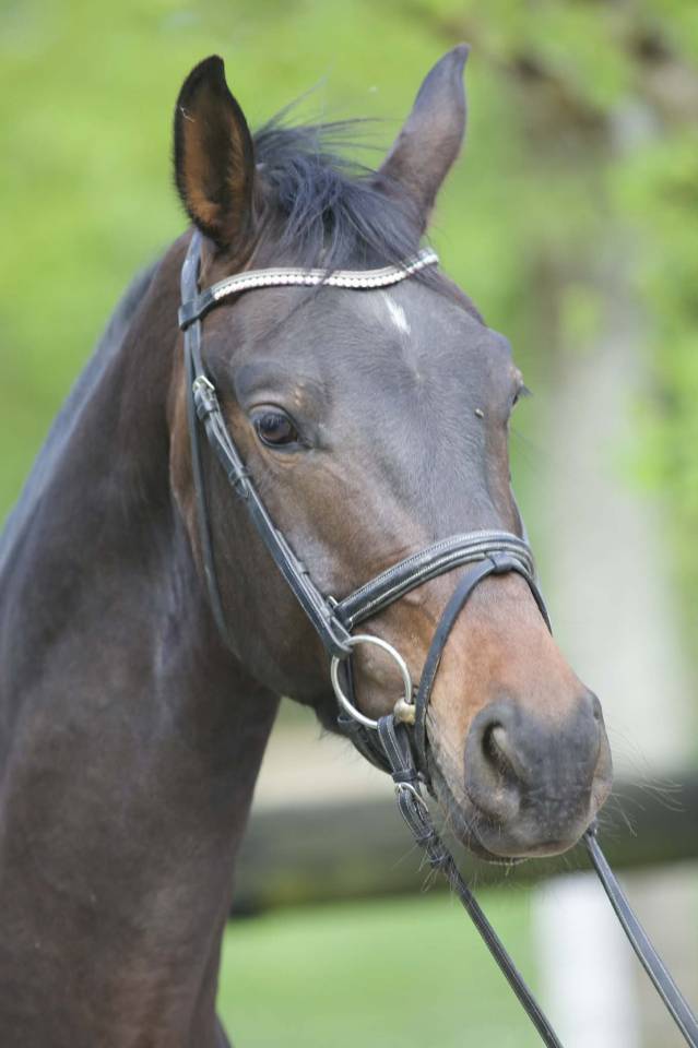 Hongre - Westphalien - 4 ans - Dressage - France 
