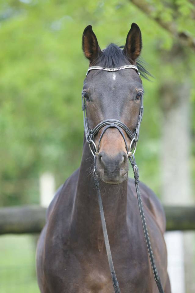 Hongre - Westphalien - 4 ans - Dressage - France 