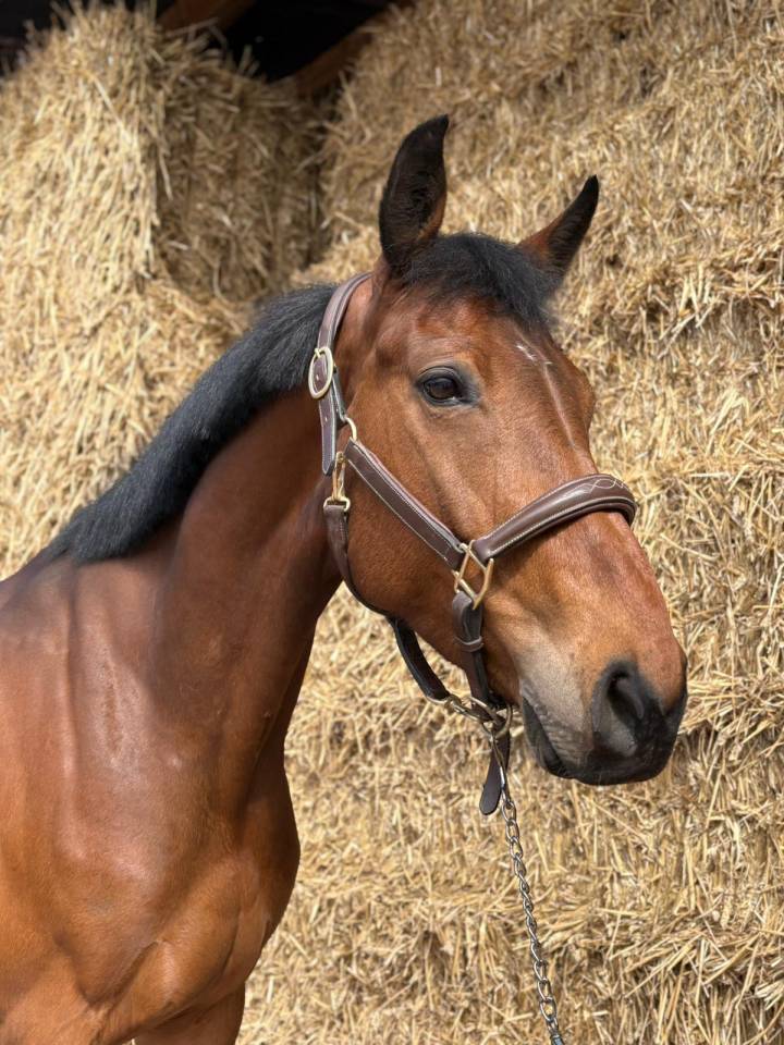 Jument 7 ans par Andiamo Semilly 