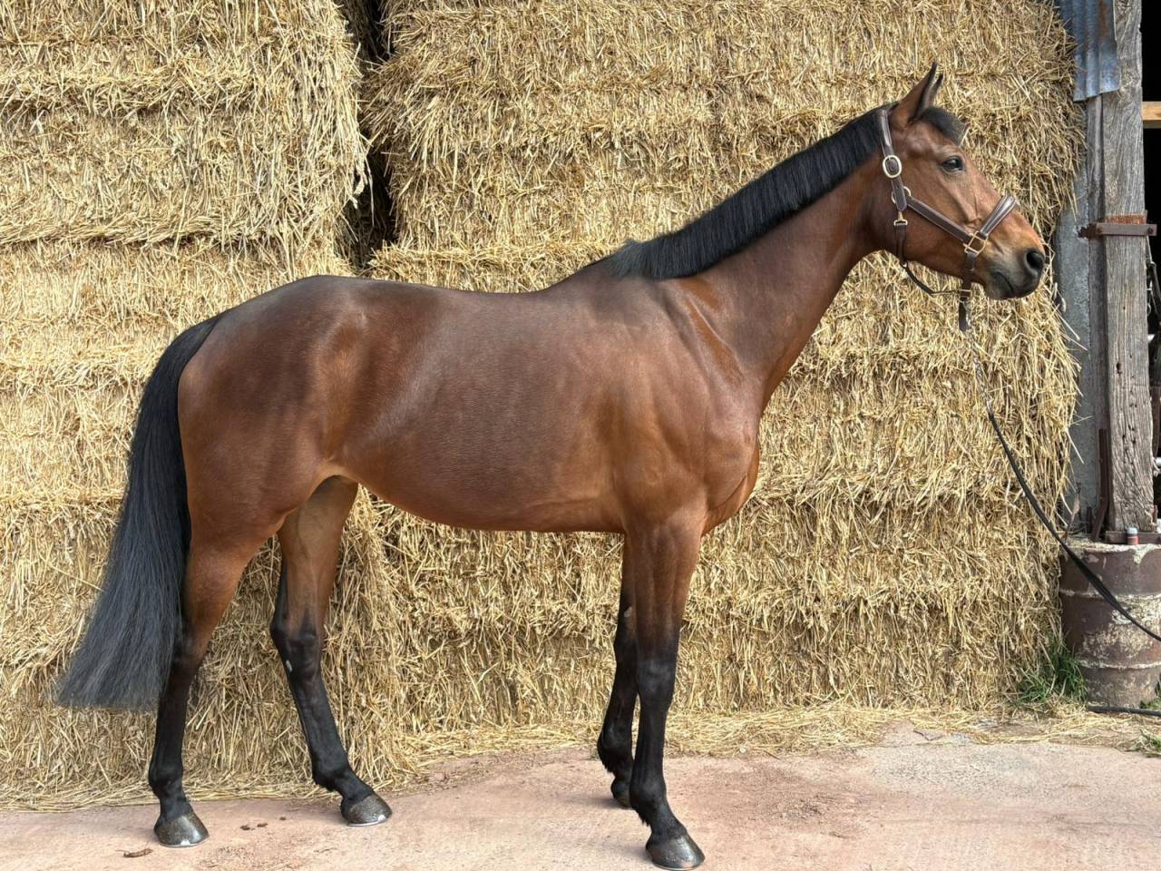 Jument 7 ans par Andiamo Semilly 