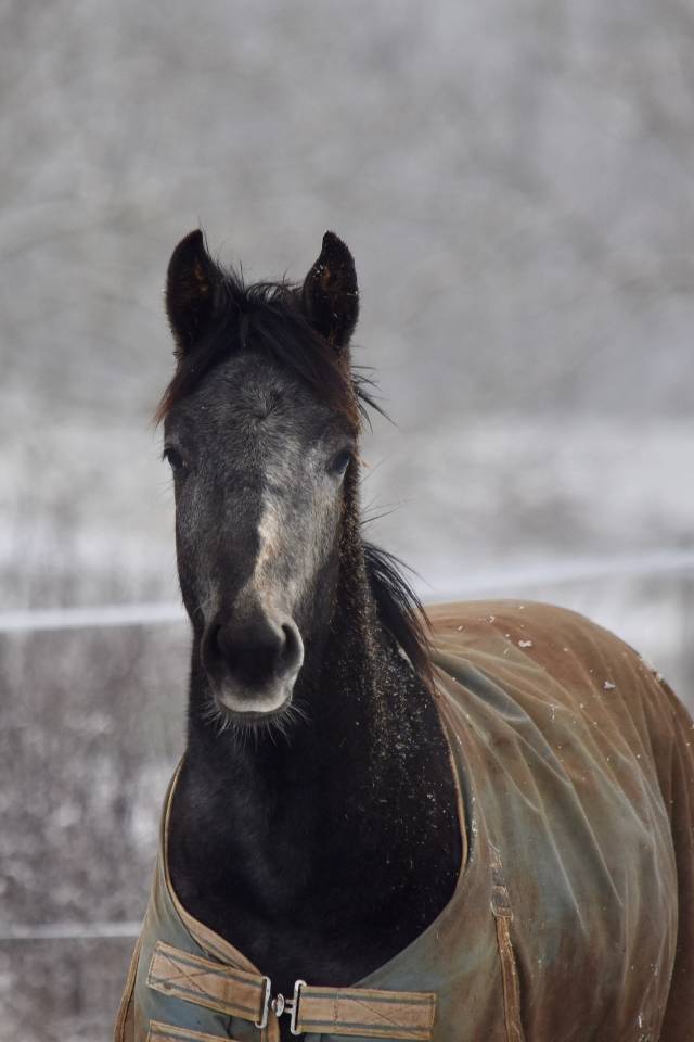 Super poulain de dressage par  SKY FRH