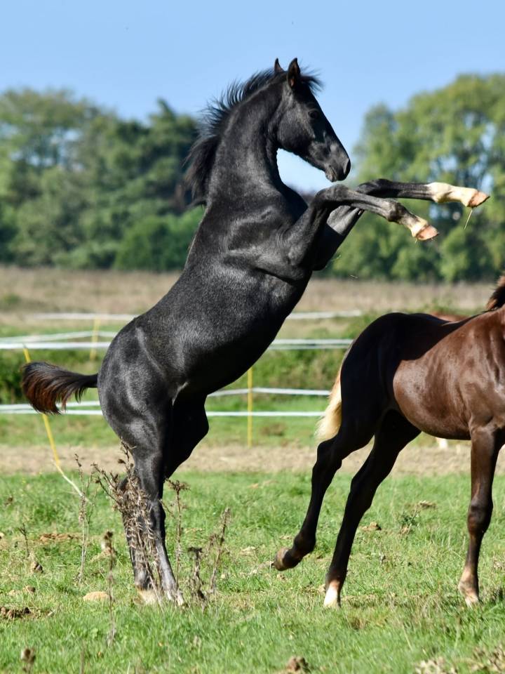 Super poulain de dressage par  SKY FRH