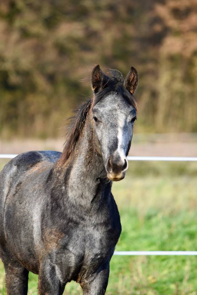 Super poulain de dressage par  SKY FRH