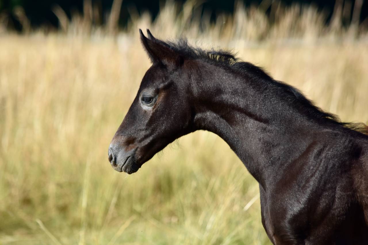 Super poulain de dressage par  SKY FRH