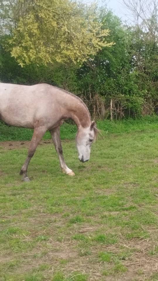 a vendre pur sang arabe endurance 