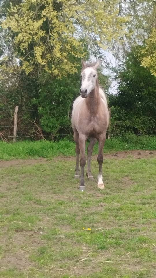 a vendre pur sang arabe endurance 