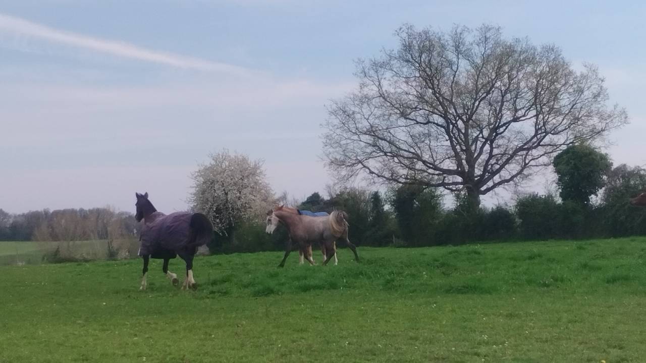 a vendre pur sang arabe endurance 
