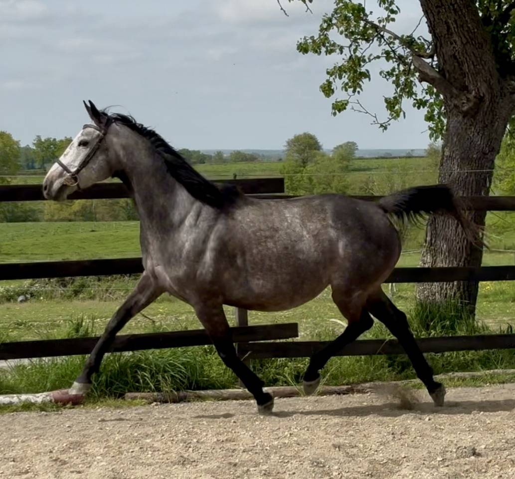 Poulini&egrave;re pleine 2026