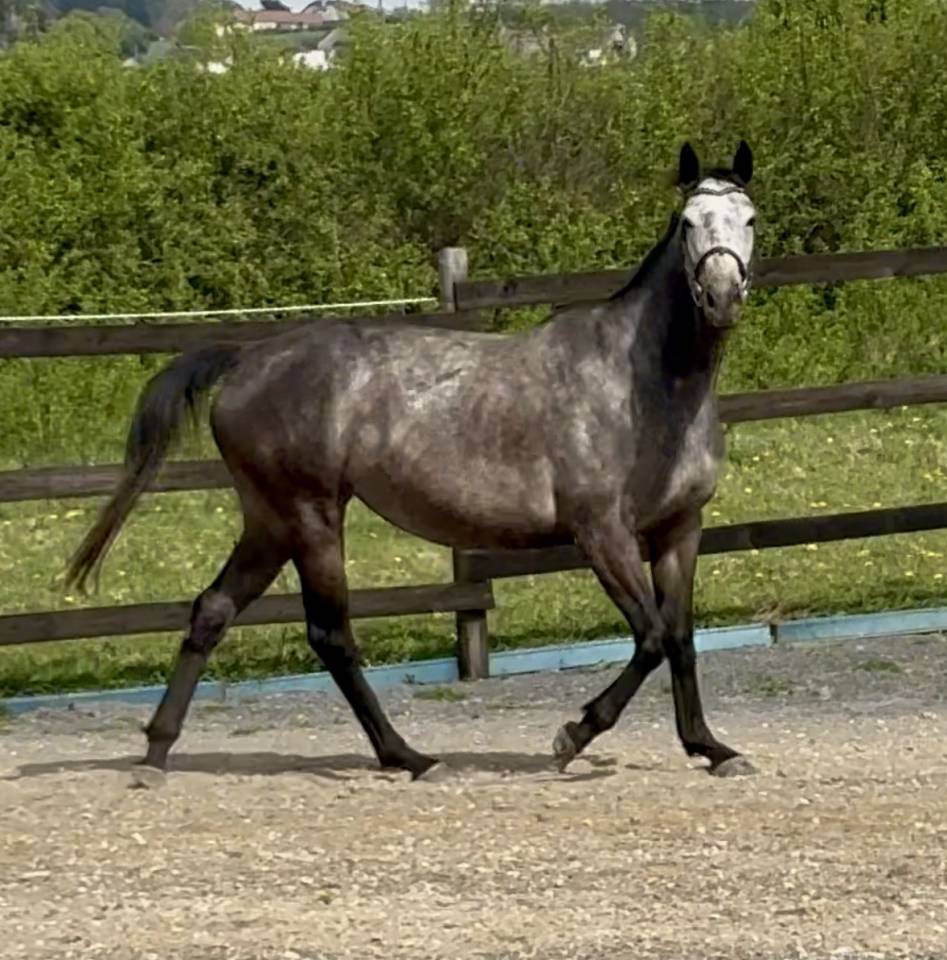 Poulini&egrave;re pleine 2026