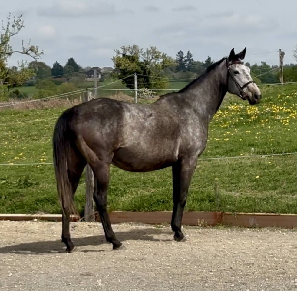 Poulini&egrave;re pleine 2026