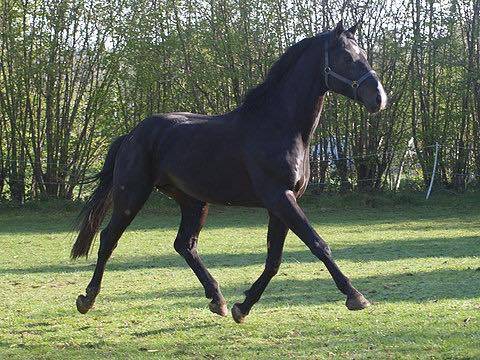 Poulini&egrave;re pleine 2026