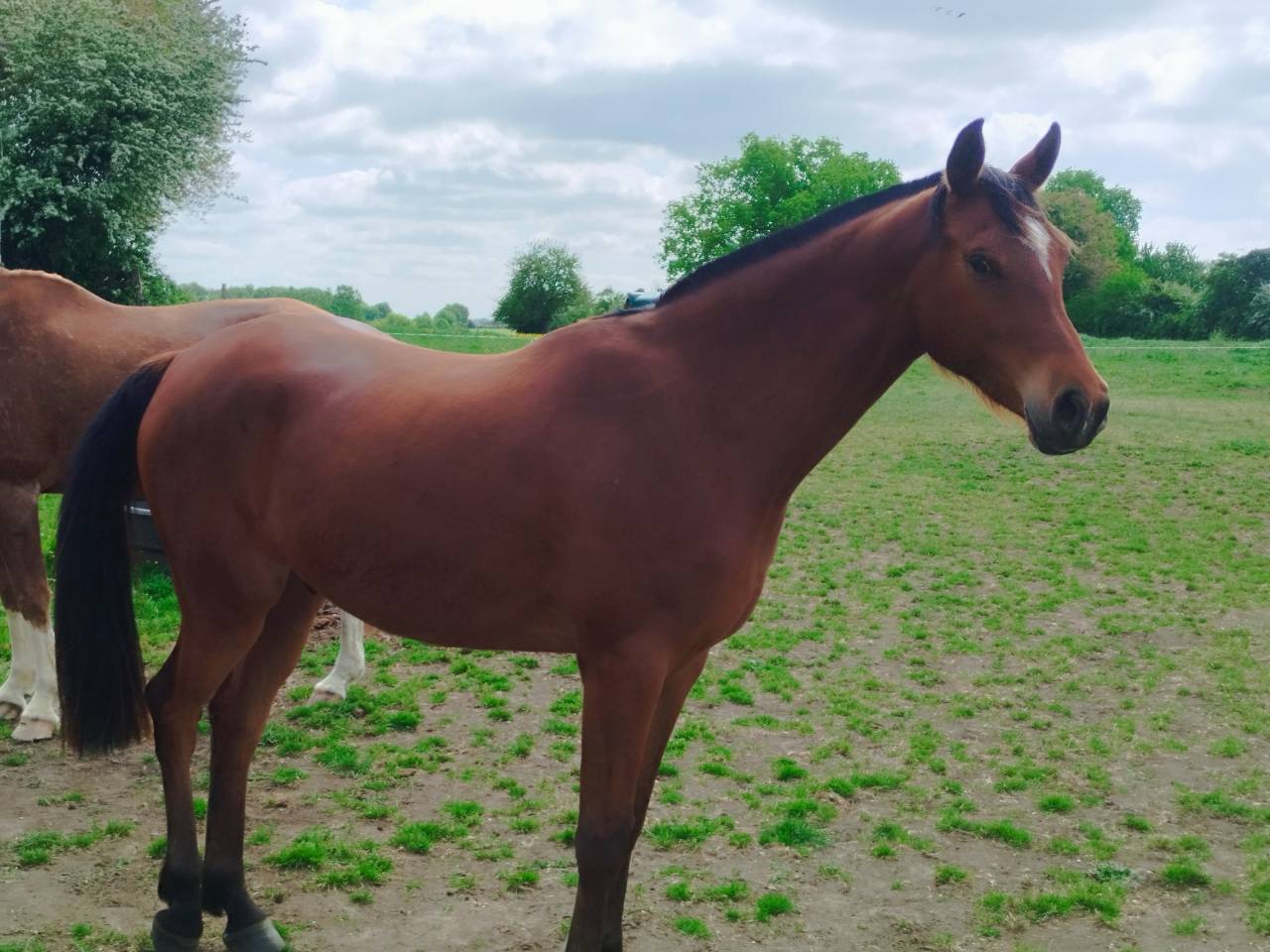 a vendre pur sang arabe endurance 