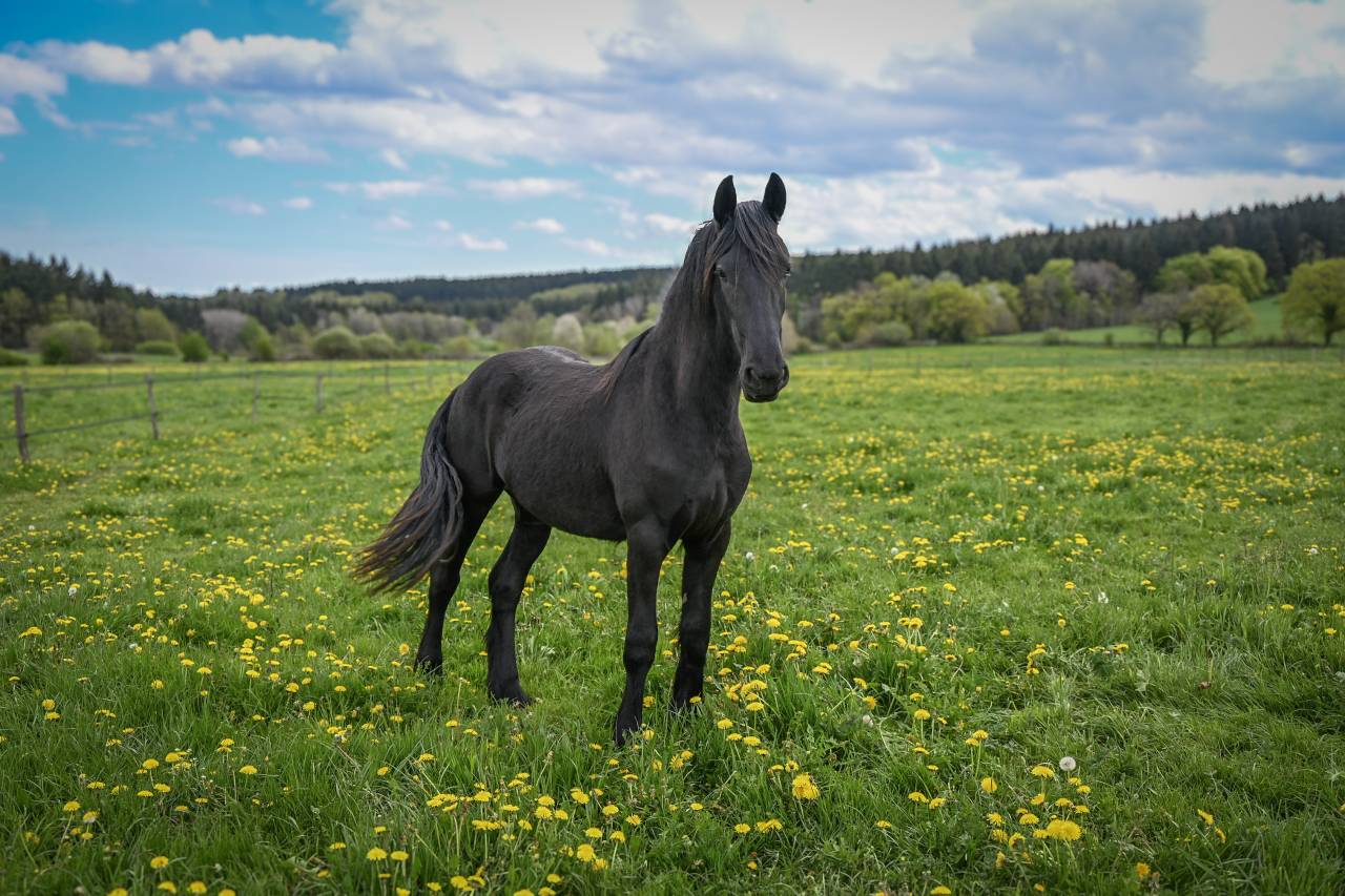 Magnifique Pouliche de 2 ans frison plein papier