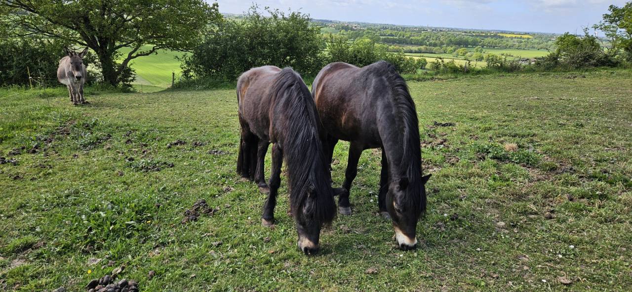 Donne ponette Dartmoor et son fils hongre Dartmoor 