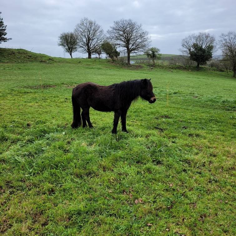 Donne ponette Dartmoor et son fils hongre Dartmoor 