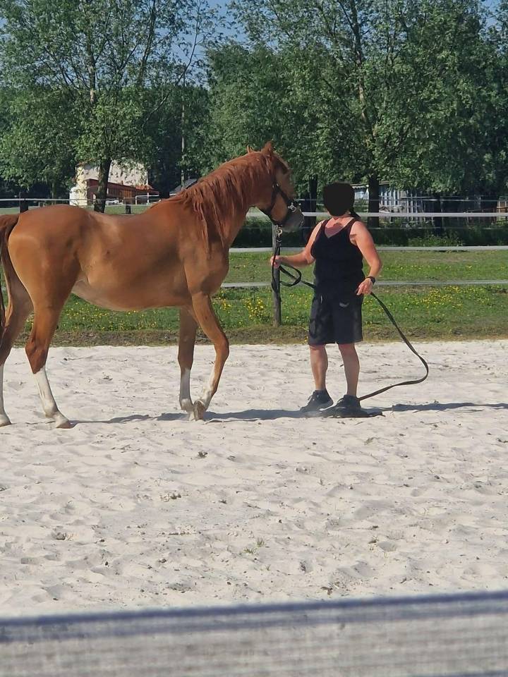 Demi-sang Arabe (65%) 