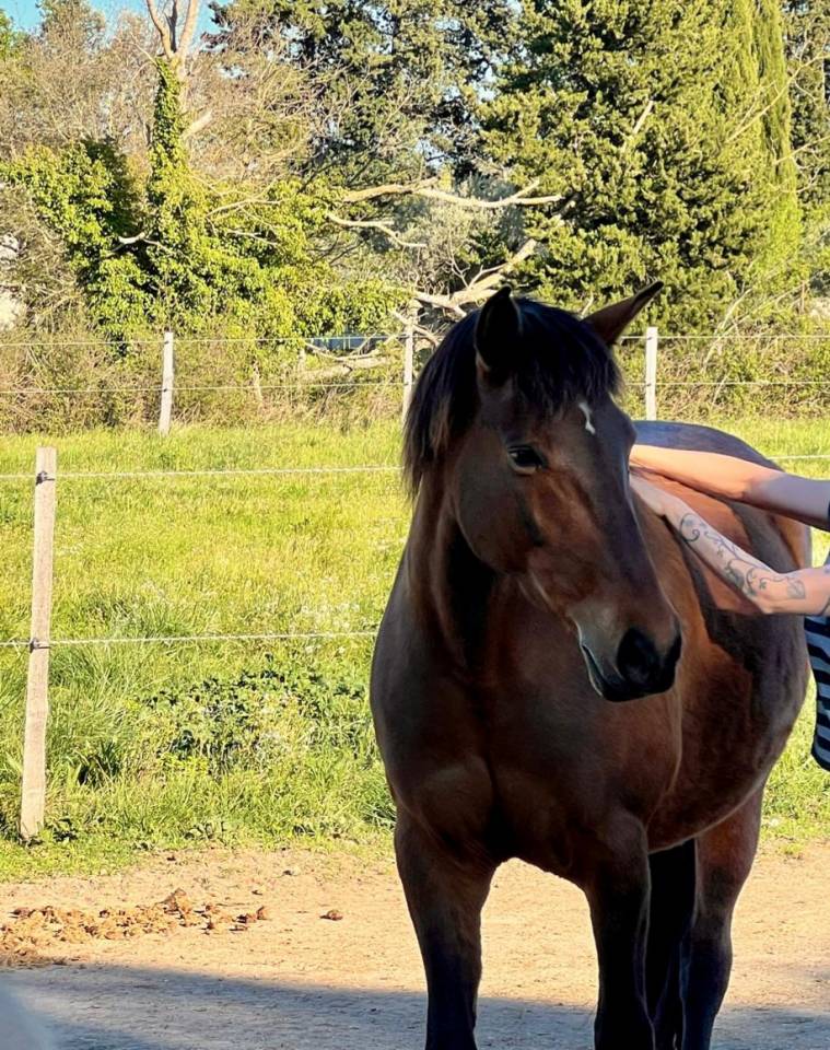 Jument espagnole 6 ans