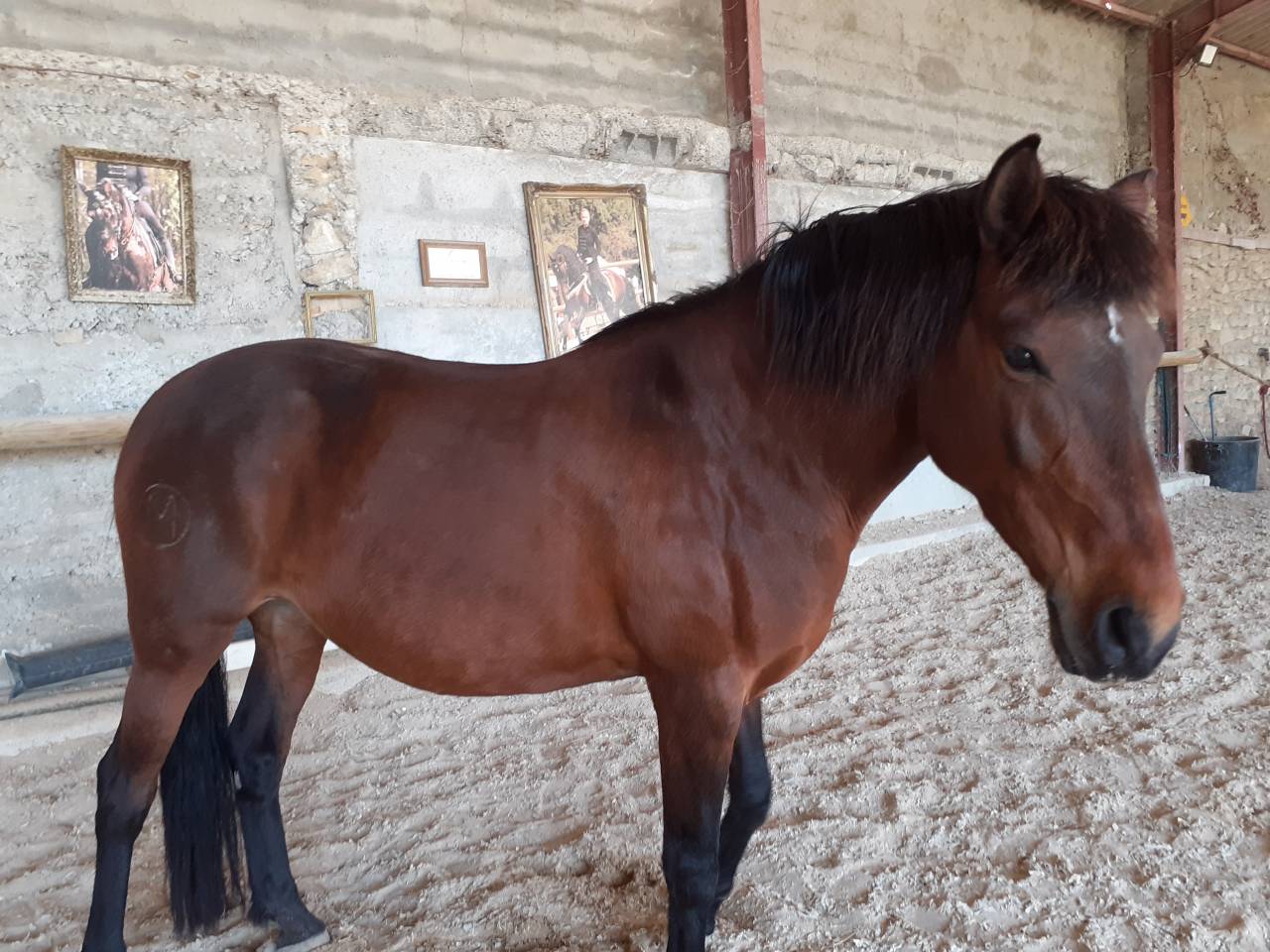 Jument espagnole 6 ans