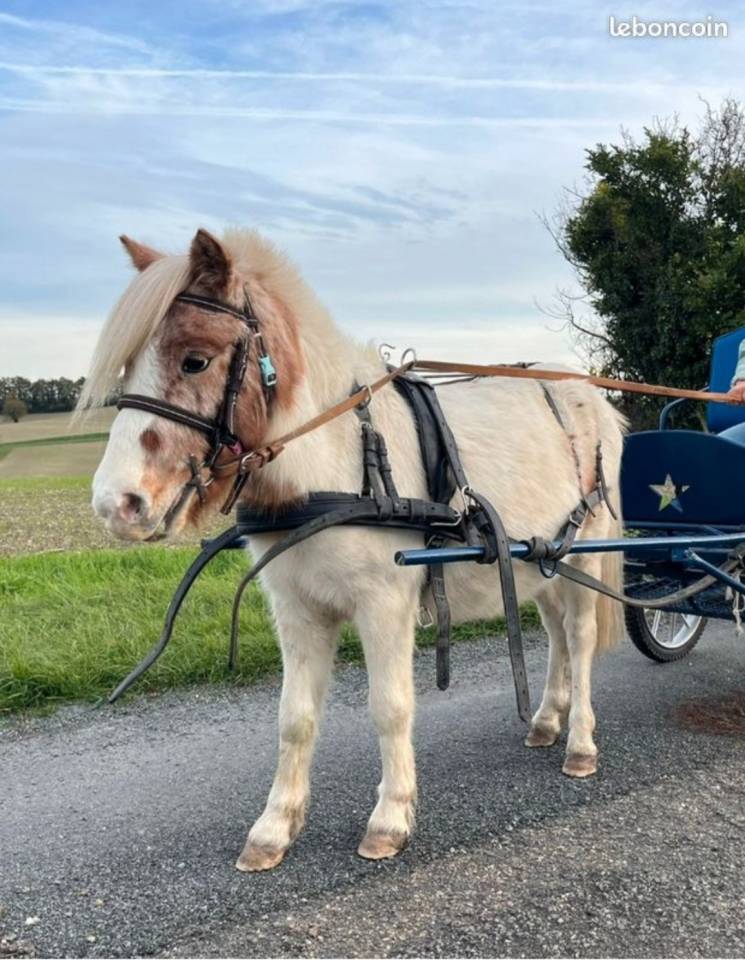 Poney OC d&eacute;bourr&eacute; attelage 