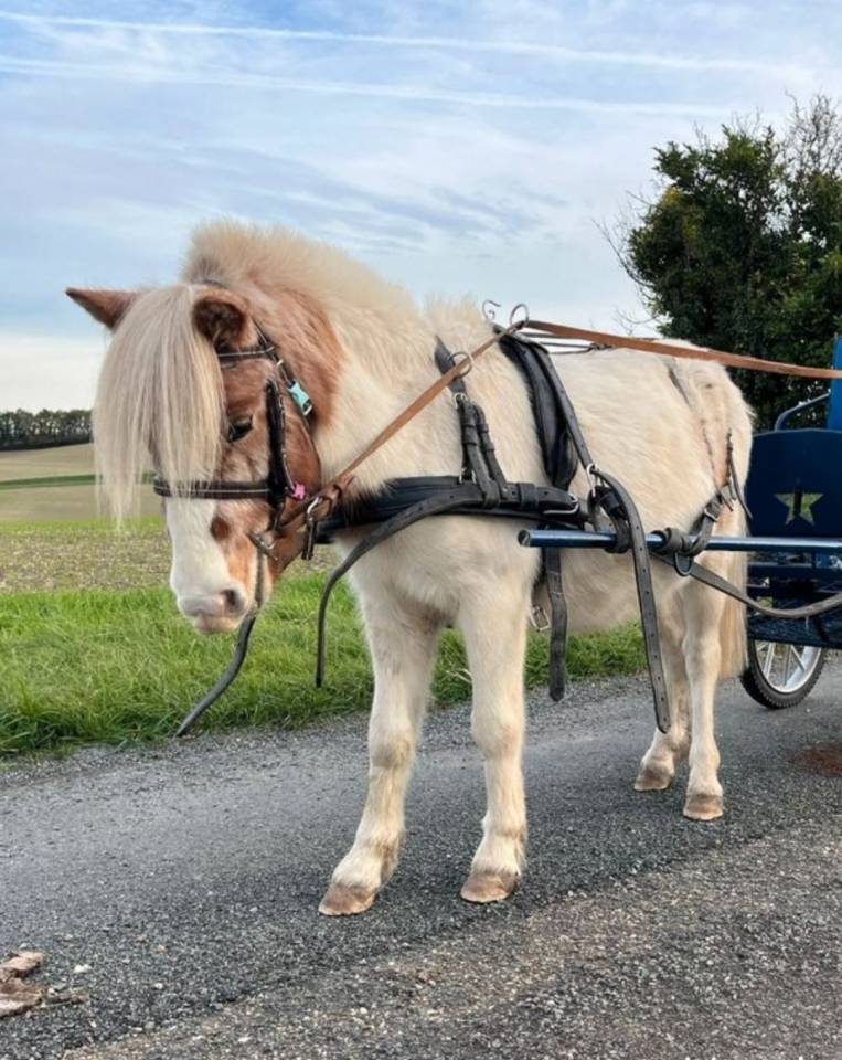 Poney OC d&eacute;bourr&eacute; attelage 